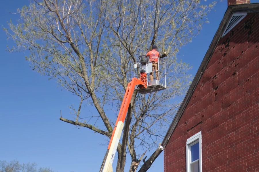 Onderzoek-hoog-in-de-boom