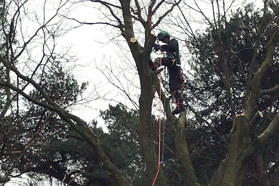 Roderick aan het snoeien in de boom