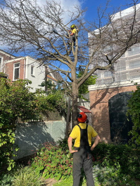 Boomverzorging specialist