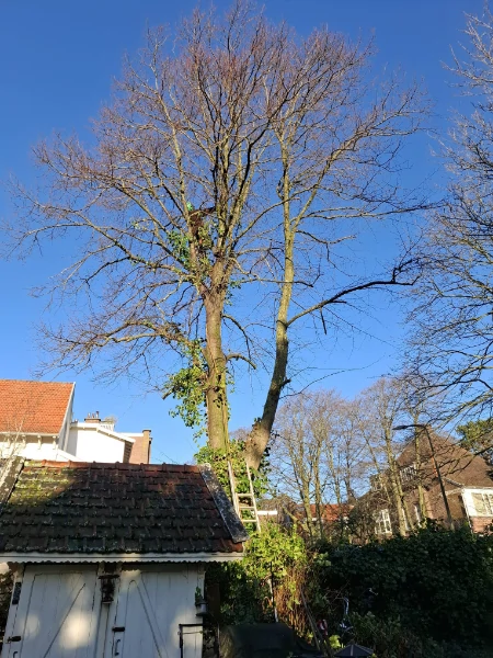 Klatteweg Den Haag tuin