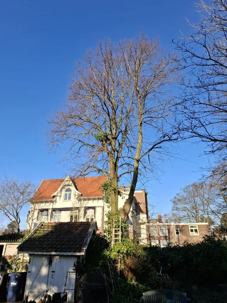 Snoeien boom Den haag