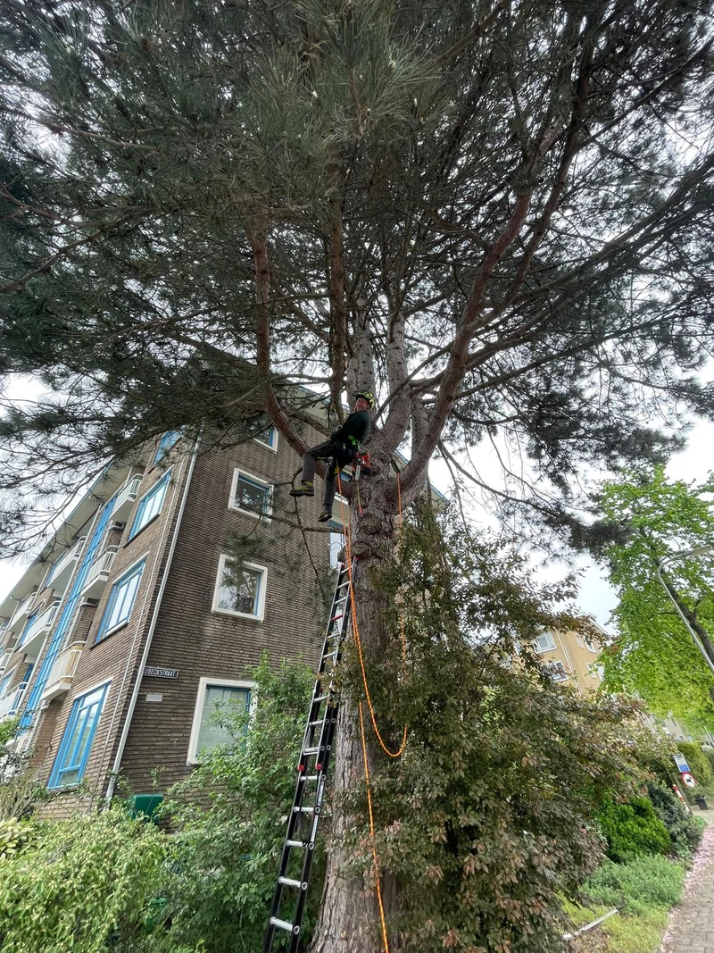 Boom rooien Den Haag