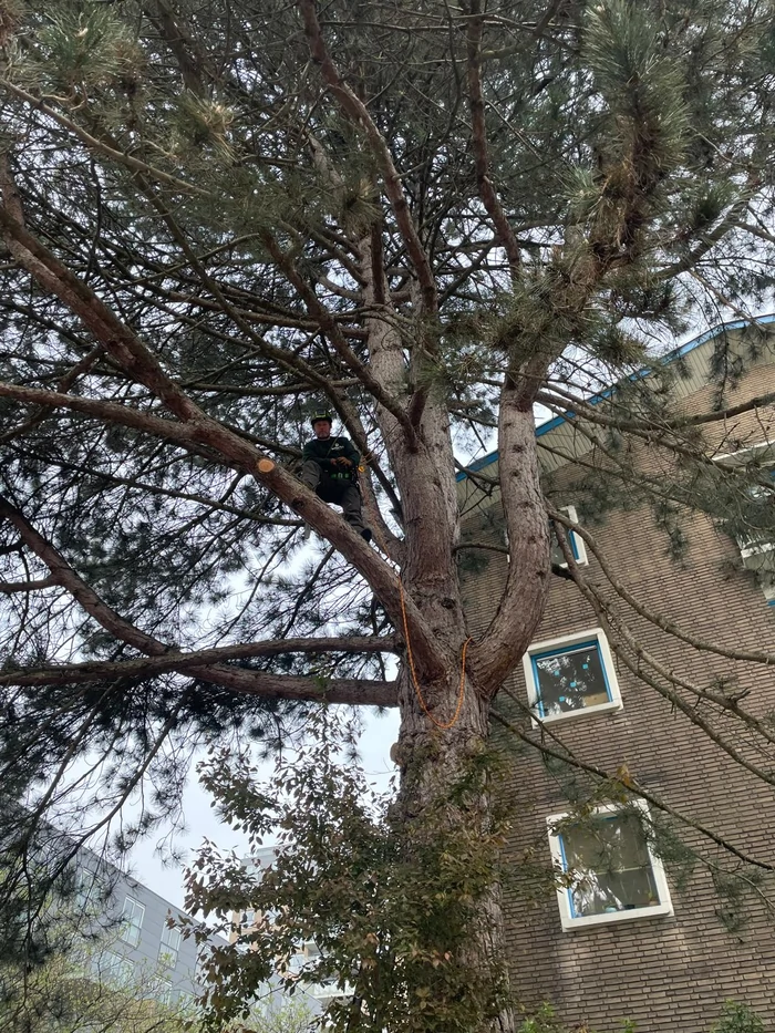 Boom snoeien vve den haag