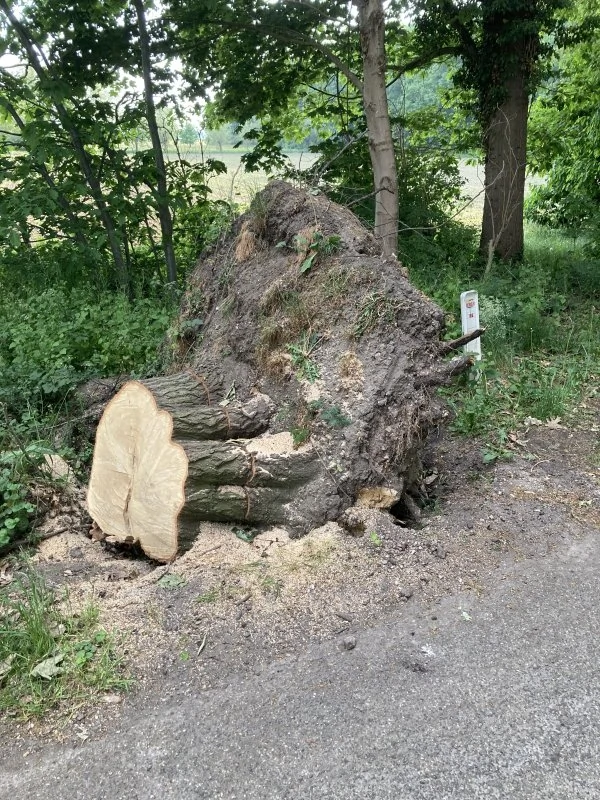 Boomstronk verwijderen