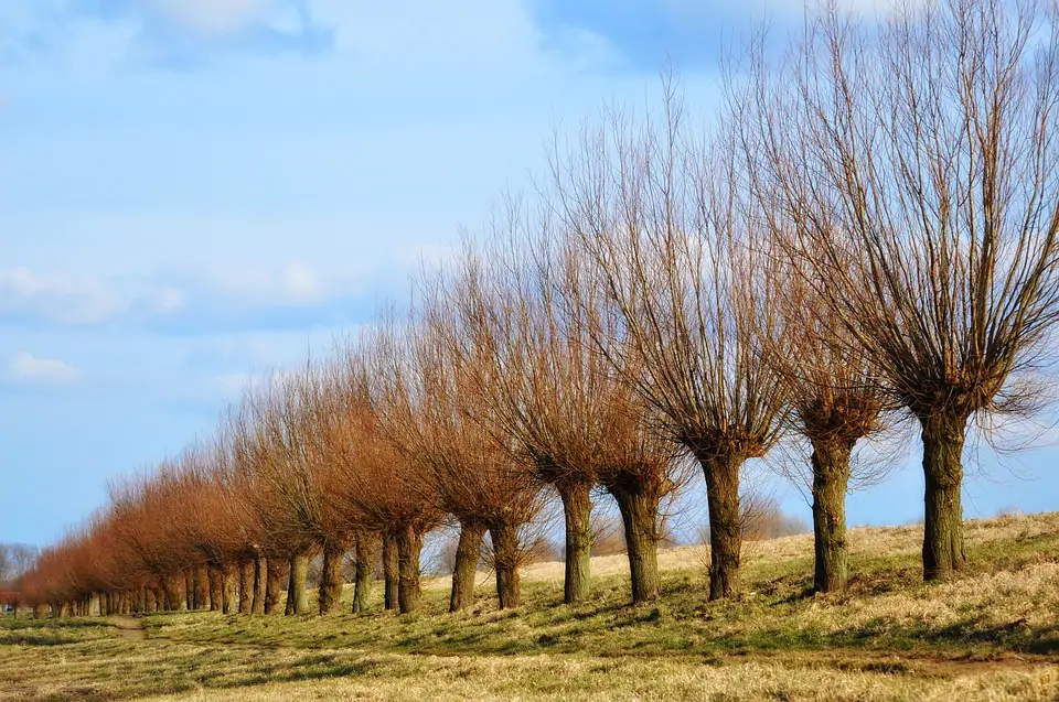 Snoeien zomer wilgen