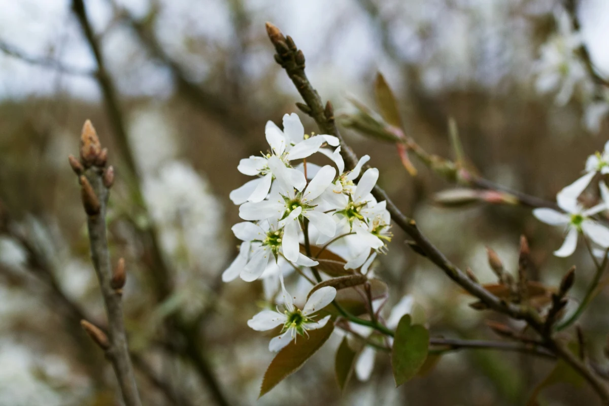 Amelanchier Lamarckii voor in de tuin